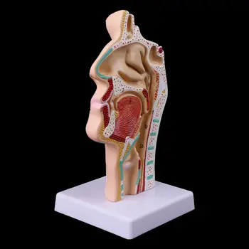 Анатомическая форма человека, носовая полость, Анатомия горла, Медицинская модель, учебное пособие